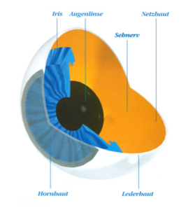 Anatomie-des-Auges